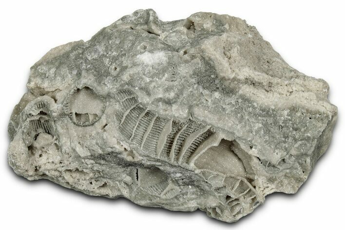 Silurian Dolostone w/ Sparkling Fossil Coral (Fletcheria) - Ohio #346095